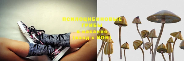 прущие грибы Беломорск