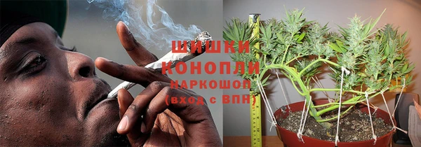 сатива Белокуриха